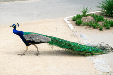A peacock is crossing the road