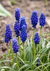 Grape Hyacinth Muscari Armeniacum Flowering In Early Spring.