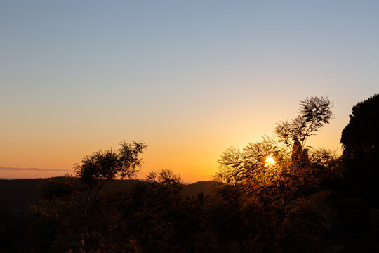 Coucher de soleil lumineux au travers des mimosas, en haut d'une colline dans le sud de la France