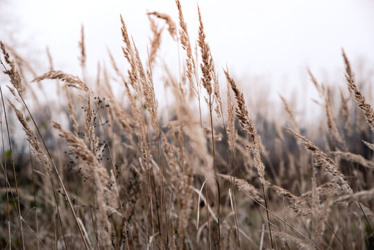 Wild grass with spikelets sways in the wind. Golden autumn.
