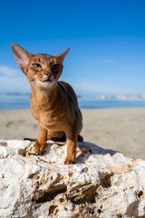 Close-up portrait of brown cute domestic abyssinian cat on the beach.
