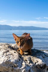 Obraz premium Close-up portrait of brown cute domestic abyssinian cat on the beach.