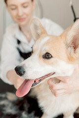  Improper pet grooming can harm dogs fur and skin. Harsh brushing or incorrect trimming techniques...