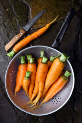 Young orange carrots washing in metal colander on the vegetable garden. Food photography