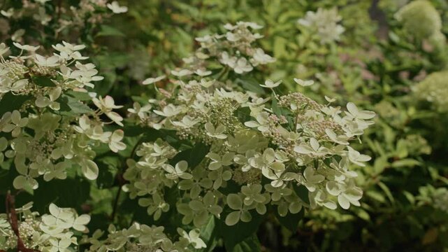 No people shot of elegant panicle hydrangea with creamy white flowers, blossoming outdoors on bright summer day