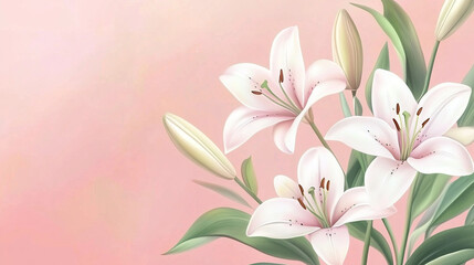 Fototapeta premium Background of Blooming White Lily