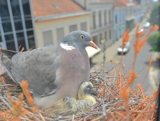 The dove warms the pigeons. Doves and young pigeons. A pair of pigeons have made a nest in a flower box on a windowsill. The concept of bird life in the city