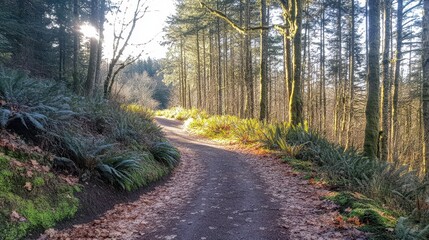 Obraz premium Sunlit Forest Path Winding Through Lush Greenery