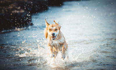 Happy dog playing outdoor 