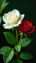 Obraz premium A white rose and red rose hybrid tea plant with lush green leaves, flower arrangement, plant