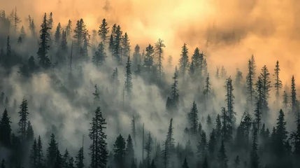 Wandcirkels Mistig bos Dense Forest Covered in Thick Smog with Trees Under Mysterious Golden Light  © Gun