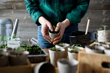 Planting pepper and tomato seedlings in early spring in peat cups