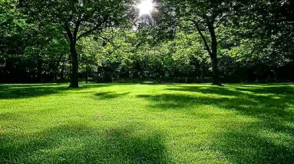 Obraz premium Sunlit Green Meadow in Lush Summer Park
