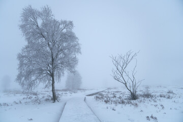Wintertime in High Fens, Eifel, Belgium