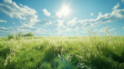 Fototapete Vibrant green meadow with grass under a clear blue sky and sunlight shining in the background © sun