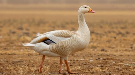 Fototapeta premium A graceful snow goose walking across a dry, barren landscape under a hazy sky