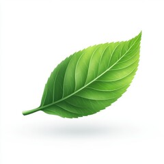 Obraz premium Fresh Green Leaf Isolated on White Background for Nature Themes