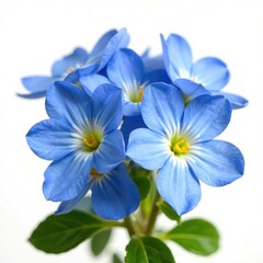 Delicate blue primroses with intricate details isolated on a crisp white background, flower power, spring flowers