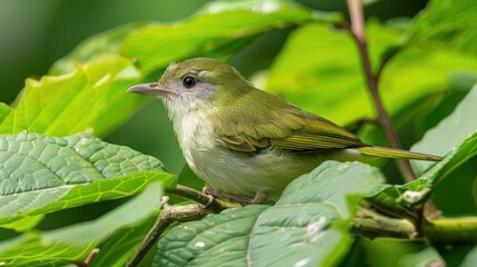 Small green bird perched on lush green leaves in a vibrant natural setting, surrounded by foliage