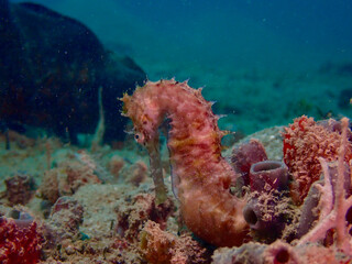 Seahorse underwater. Seahorse on a sandy bottom among corals.