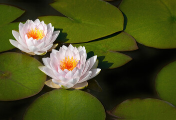 zwei Seerosen © Rebel