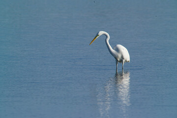 The great egret , also known as the common egret, large egret, or great white egret or great white heron. Scientific name: Ardea alba. Natural Habitat, Casmerodius albus 