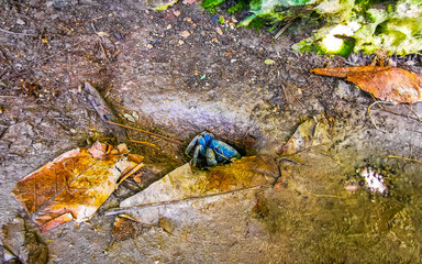 Caribbean blue crab living in cenote rocks in Tulum Mexico.