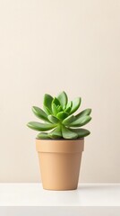 Fototapeta premium Fresh Green Succulent in a Modern Terracotta Pot