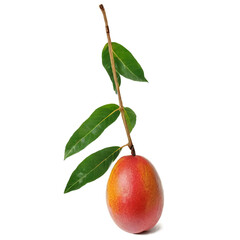 mango with leaf