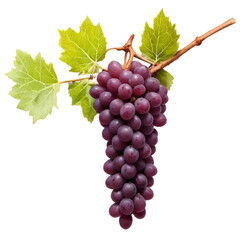 Fototapeta premium bunch of grapes