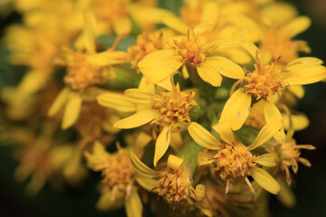 yellow hypericum erectum flower macro photo	
