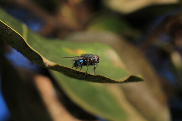 macro photo of housefly facing back	