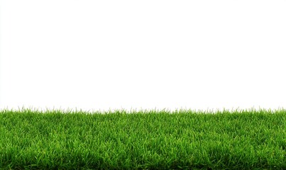 Green grass on white background for design or decoration