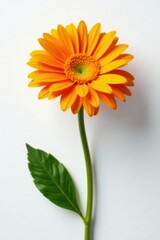 Fototapeta premium Single orange gerbera flower on a white background, yellow-orange, gerbera