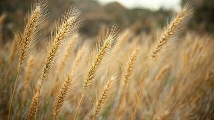 Fototapeta premium Wheat field, green wheat ears swaying in the wind, blurred background