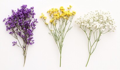 Vibrant purple, yellow, and white flowers on a white background