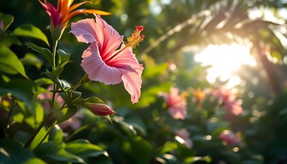 Sunlit tropical paradise showcasing a beautiful hibiscus flower in full bloom