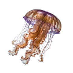 jellyfish in the water, Jellyfish Isolated on transparent white background png