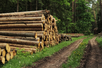 a stack of felled trees. harvesting firewood, wood, wood. clearing. Tree disease.