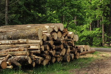 a stack of felled trees. harvesting firewood, wood, wood. clearing. Tree disease.