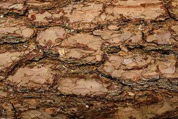 Bark pine background. Texture, rough bark
