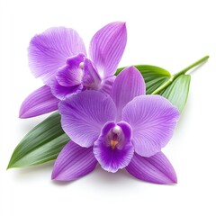 Fototapeta premium Close-up of a stunning purple orchid flower and its green leaves, set on a white background