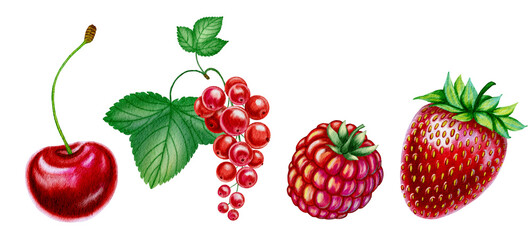 Set of red summer berries on isolated background cherry, raspberry, strawberry and red currant. Watercolor illustrations of ripe summer fruits hand drawn. For packaging and design.