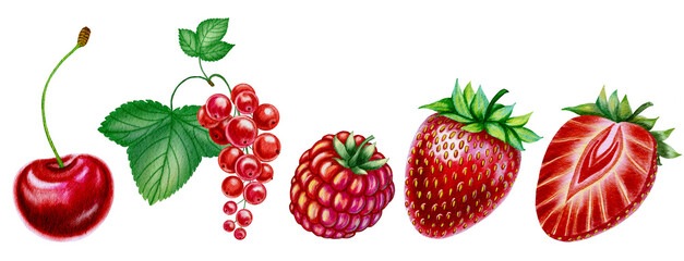 Set of red summer berries on isolated background cherry, raspberry, strawberry and red currant. Watercolor illustrations of ripe summer fruits hand drawn. For packaging and design.