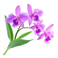 Graceful purple orchid with vivid petals and healthy green leaves, isolated on white