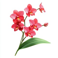 Graceful red orchid with bright petals and healthy green leaves, isolated on white