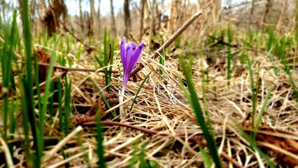 Single Purple Crocus Blooming Amidst Dry Grass and Green Shoots in a Forest Clearing, Signifying the Arrival of Spring and the Resilience of Nature in the Face of Harsh Winter Conditions, Illuminated 