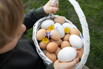 Many white and beige freshly collected chicken eggs lie in a basket, one of them is in the hands of...