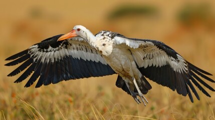 Majestic bird in flight over golden grassland, showcasing nature's beauty and wildlife