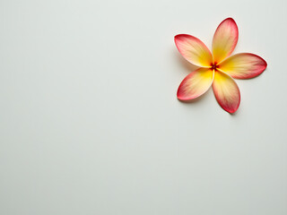 Naklejka premium A vibrant pink and yellow plumeria flower rests on a soft, neutral background, showcasing its delicate petals and symmetrical shape